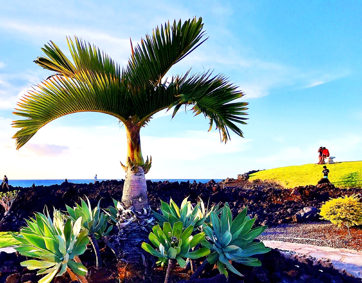 独树一帜(夏威夷火山岩地里的娇娇者)