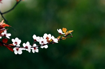 DSC_7896副本.jpg