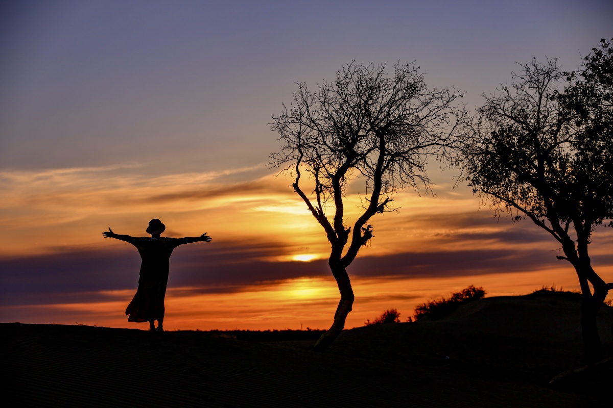 美丽的胡杨剪影