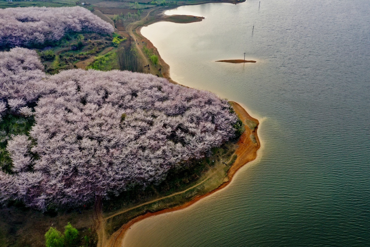 湖畔樱花