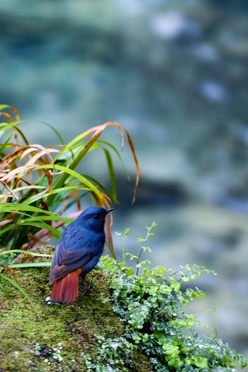 鸟啾摄于小七孔景区