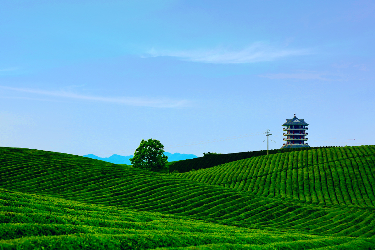 茶海春色观海楼