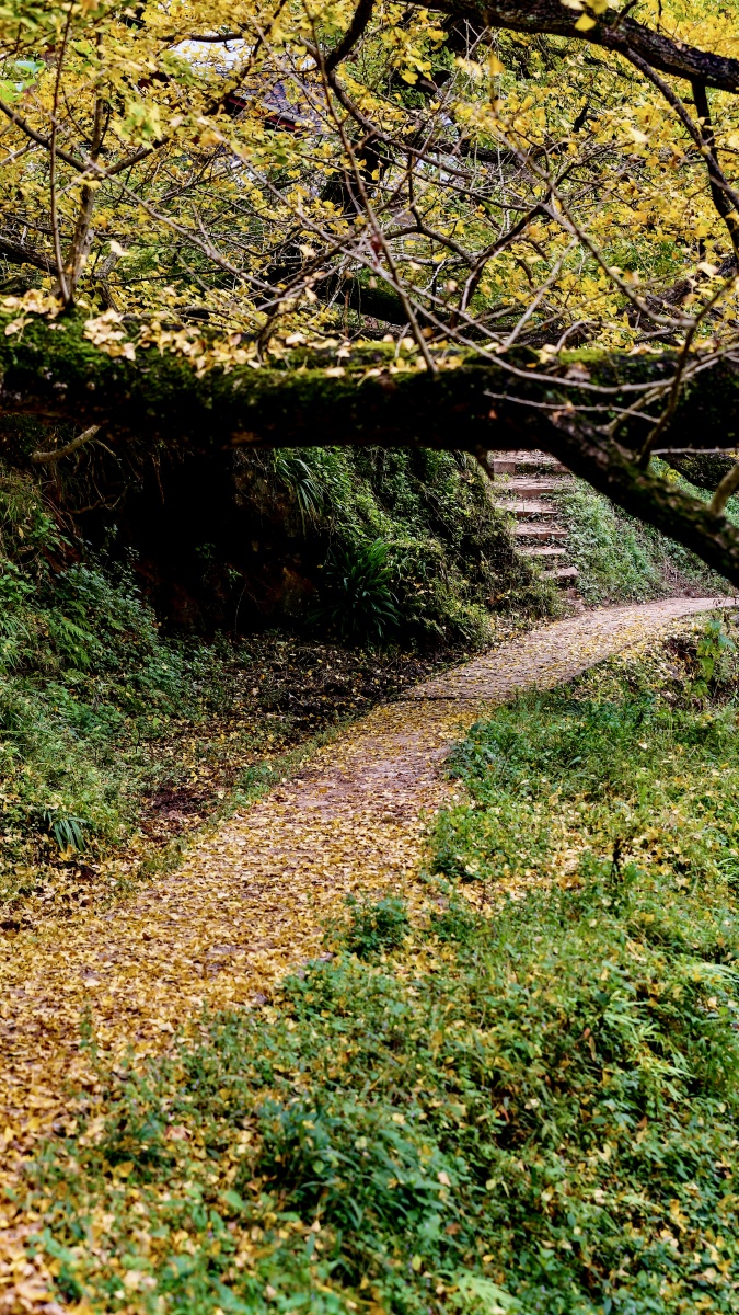 乡村小道摄于世界银杏村妥乐村