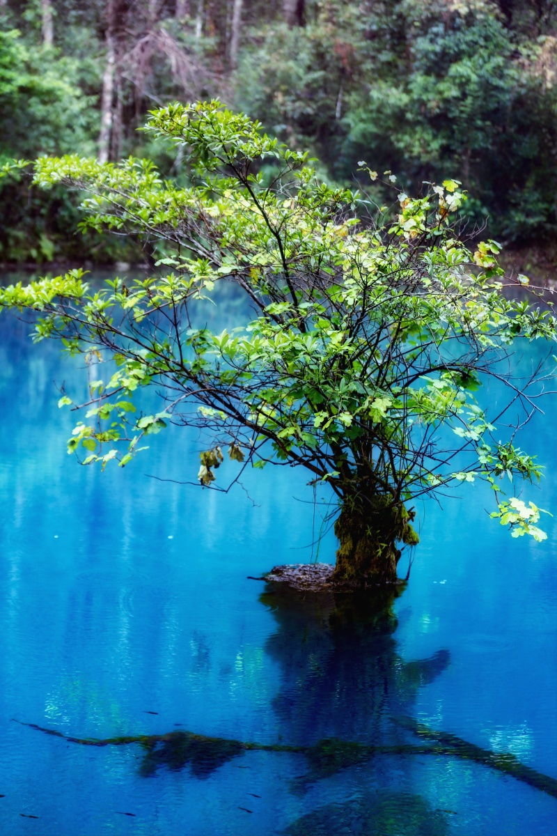 镜中花水中树摄于小七孔景区