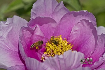 DSC_4647副本.jpg
