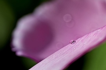 DSC_4603.jpg
