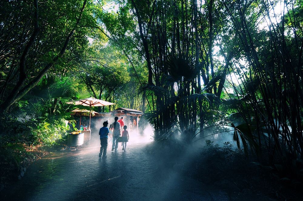 热带雨林的风景<br />
