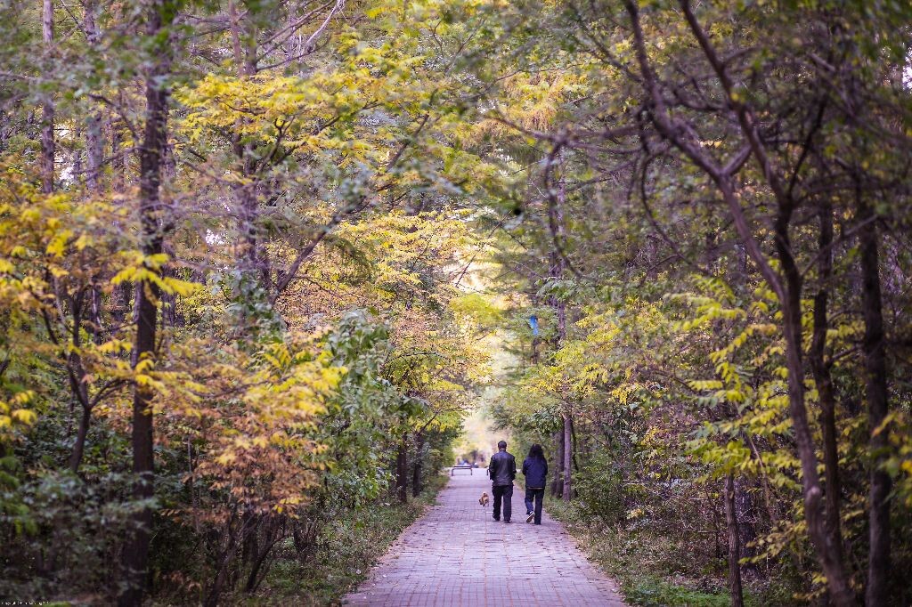 摄于东北林业大学实验林场，喧嚣的市区中一抹静谧的风景。