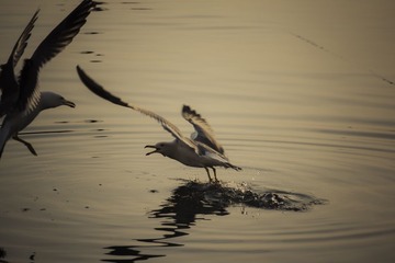 _DSC9799.JPG