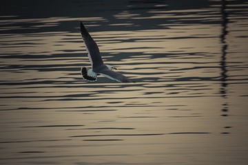 _DSC9936.JPG