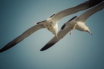 _DSC9392.JPG