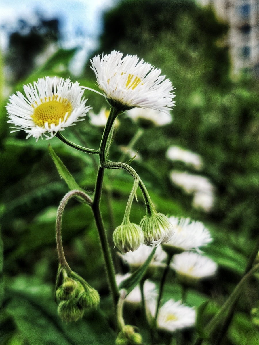 一年蓬是一种生长能力很强的植物,有着很长的花期,不管是在哪里,它