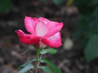 1540526