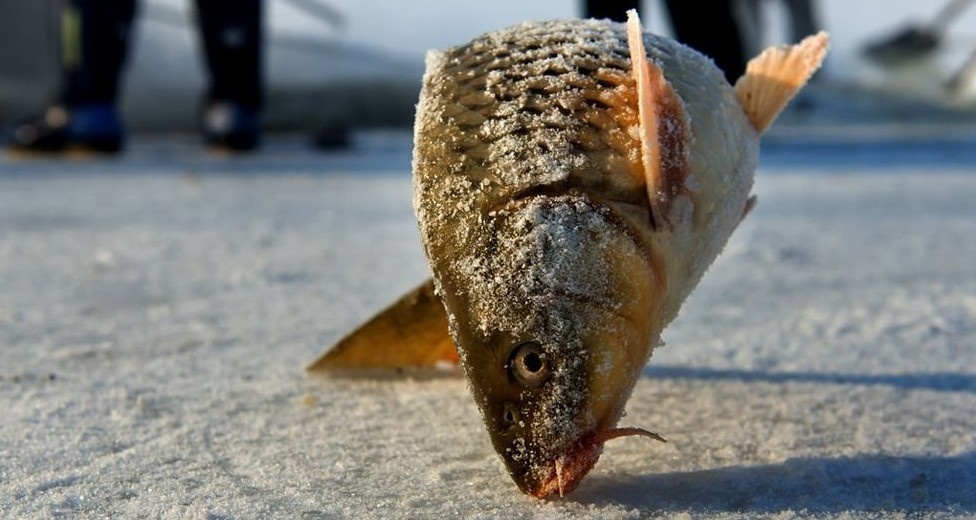 鱼多少度就出来了 4145881.jpg