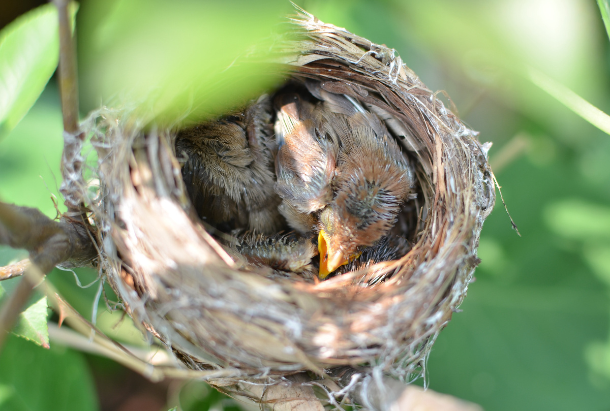 小鸟孵出来了～～7月11日