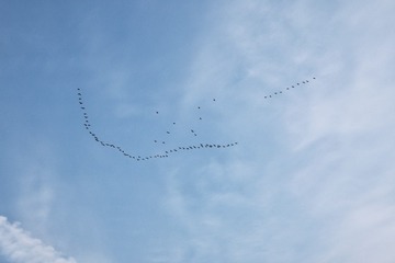 1000248815