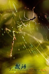 IMG_7447.jpg