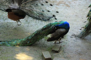 IMG_2195.JPG