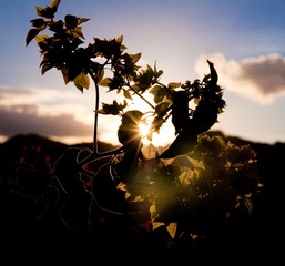 _MG_7127.jpg