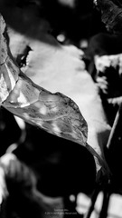 DSCF0870-1