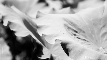 DSCF0872-1