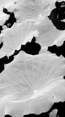DSCF0901-1