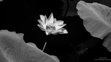 DSCF0909-1