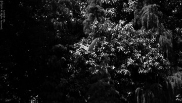 DSCF0875-1
