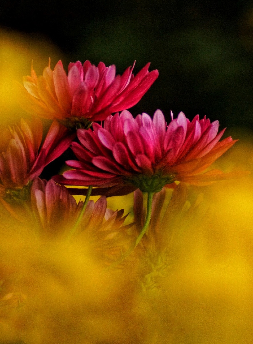 彩绦结纤葩金蕊泛流霞