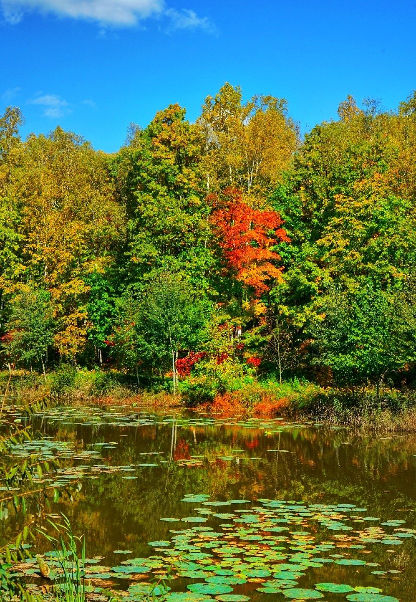 多彩的秋天可爱的家园