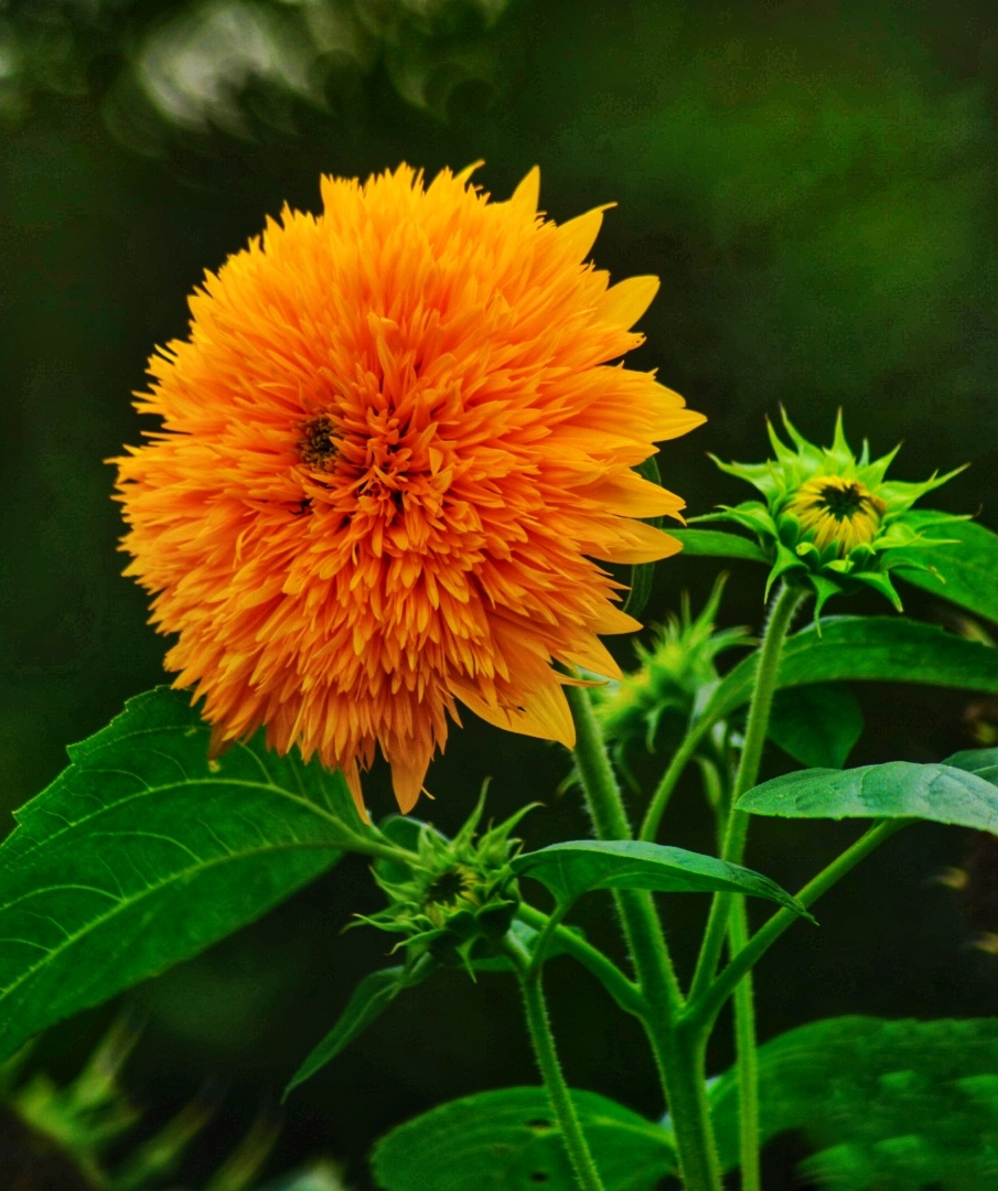 千瓣葵黄兆秋豊