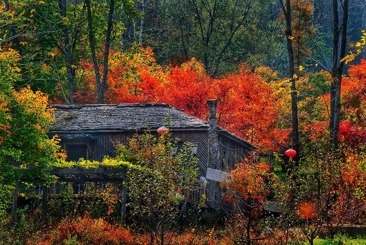 屋外桑榆皆变色栏边红叶待新霜