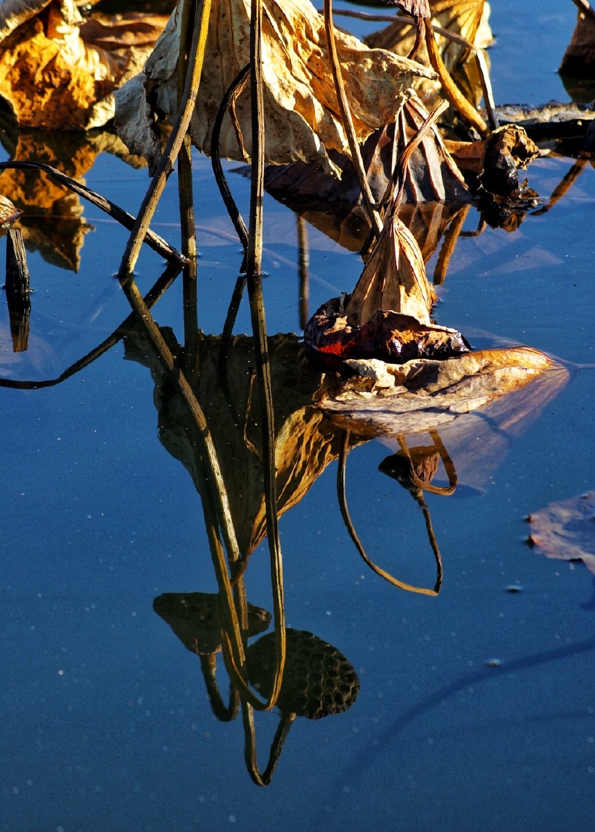 寒水清浅枯荷槁影