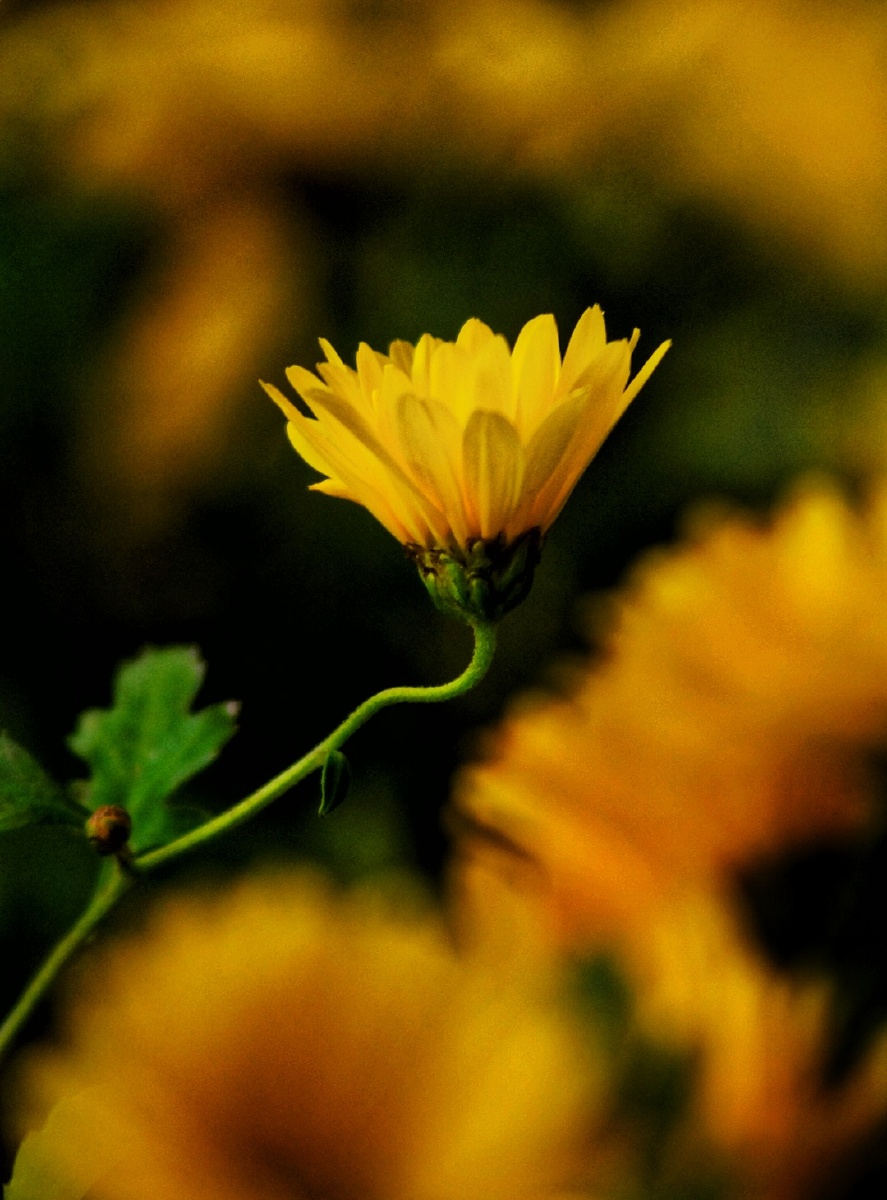 彩绦结纤葩金蕊泛流霞