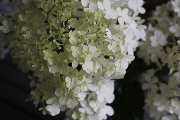 2F7377FE-9CCE-464B-82DC-727788993527/L0/001