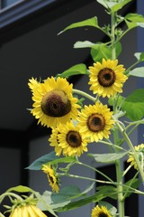 A750B029-4673-45FA-8B48-76DA63CC6526/L0/001