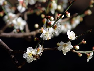 IMGP1433.JPG