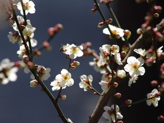 IMGP1435.JPG