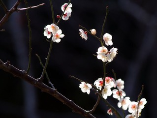 IMGP1487.JPG