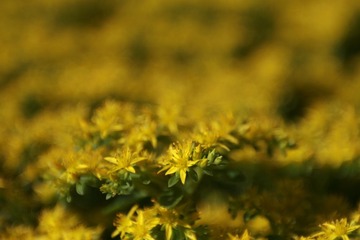 IMG_6233.JPG