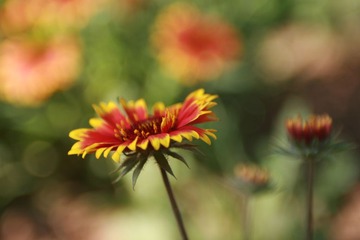 IMG_6235.JPG