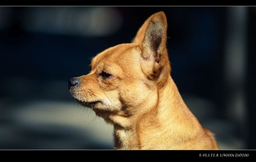 nEO_IMG_PA060045.jpg