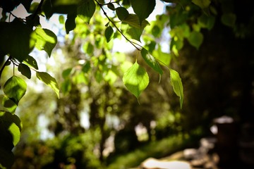 nikon (427).jpg