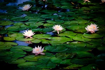 fuji (11).jpg