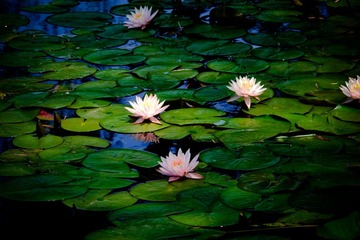 fuji (12).jpg