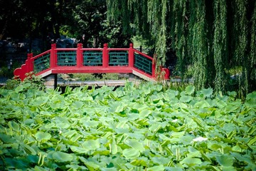 fuji (14).jpg