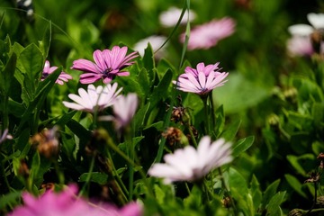 fuji (19).jpg