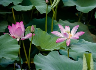 DSC_7943.jpg