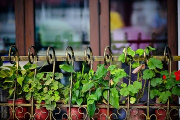 DSC_7925.jpg