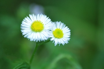 957544